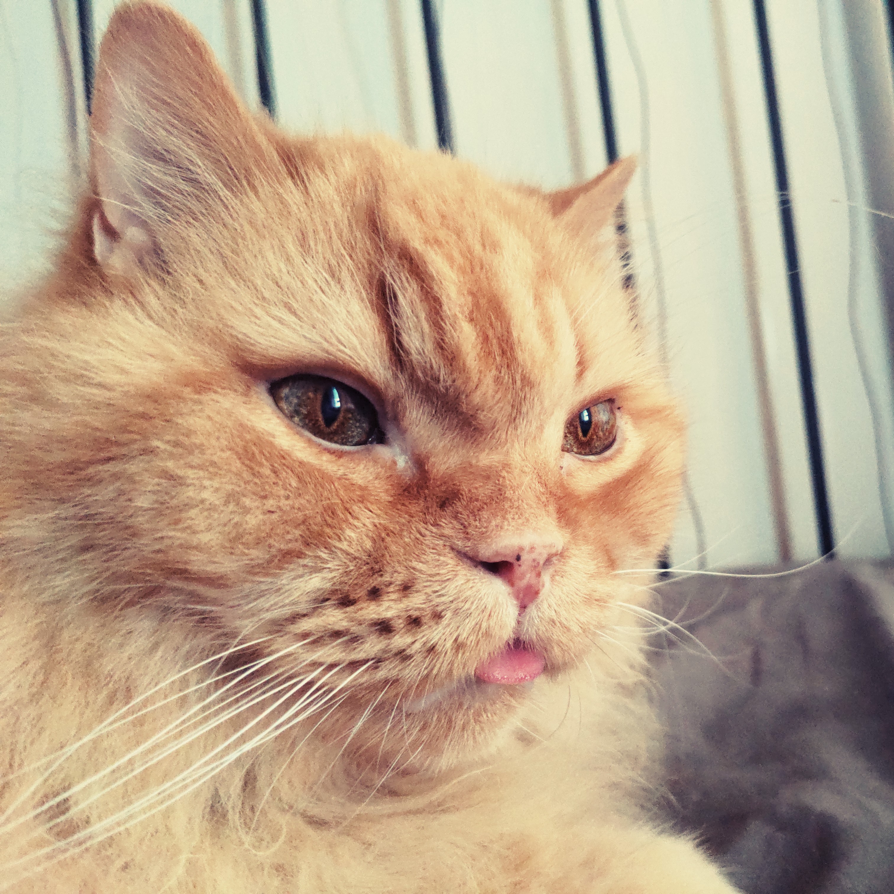 Portrait eines BLH-Katers mit heraushängender Zunge