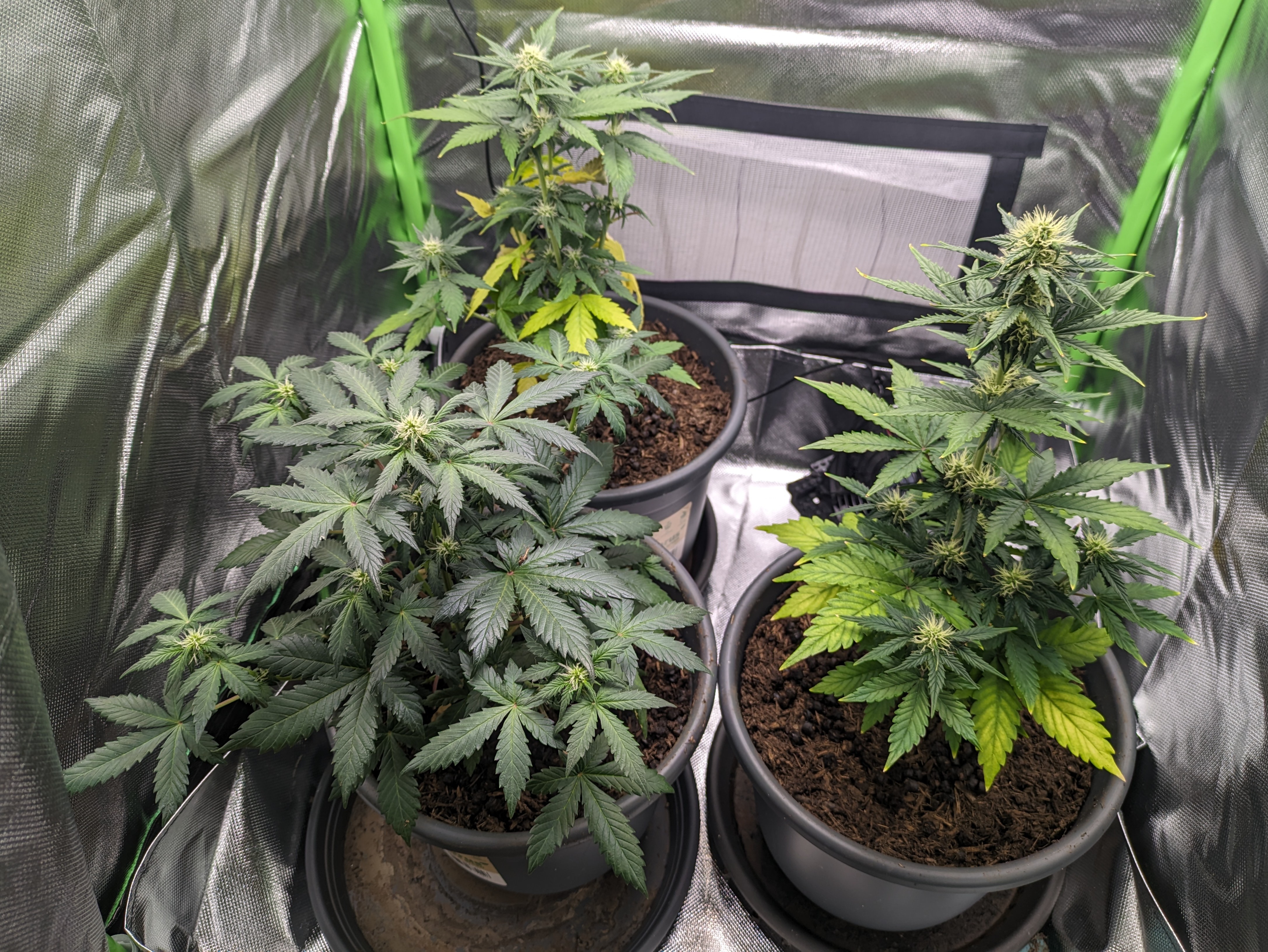 Growbox mit drei Hanfpflanzen