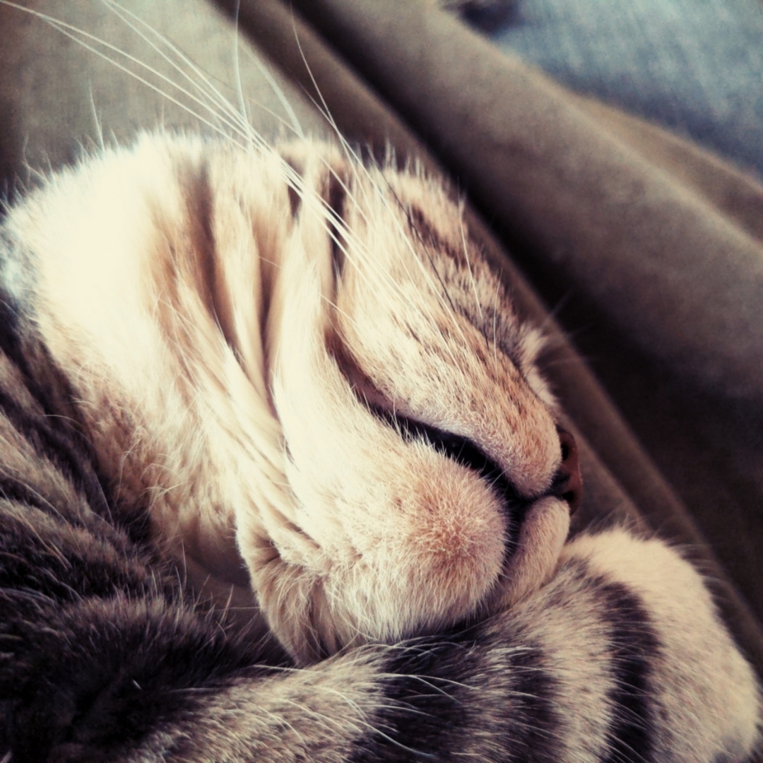 Katzengesicht von unten fotografiert.