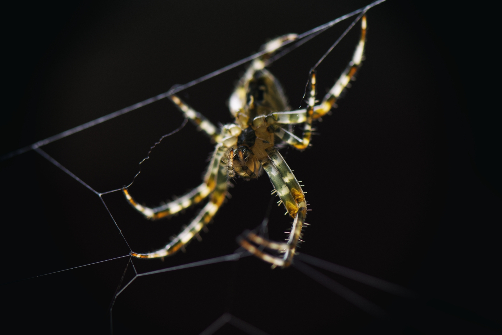 Nahaufnahme einer Spinne