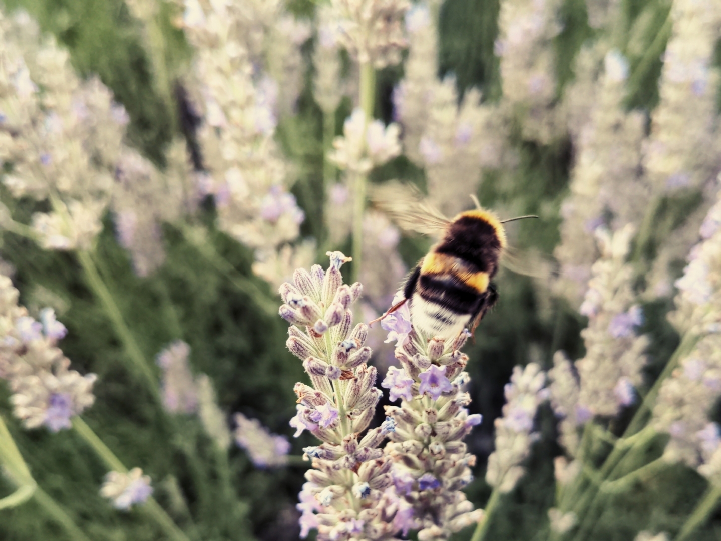 Gerade gestartete Hummel über einem Lavendel.