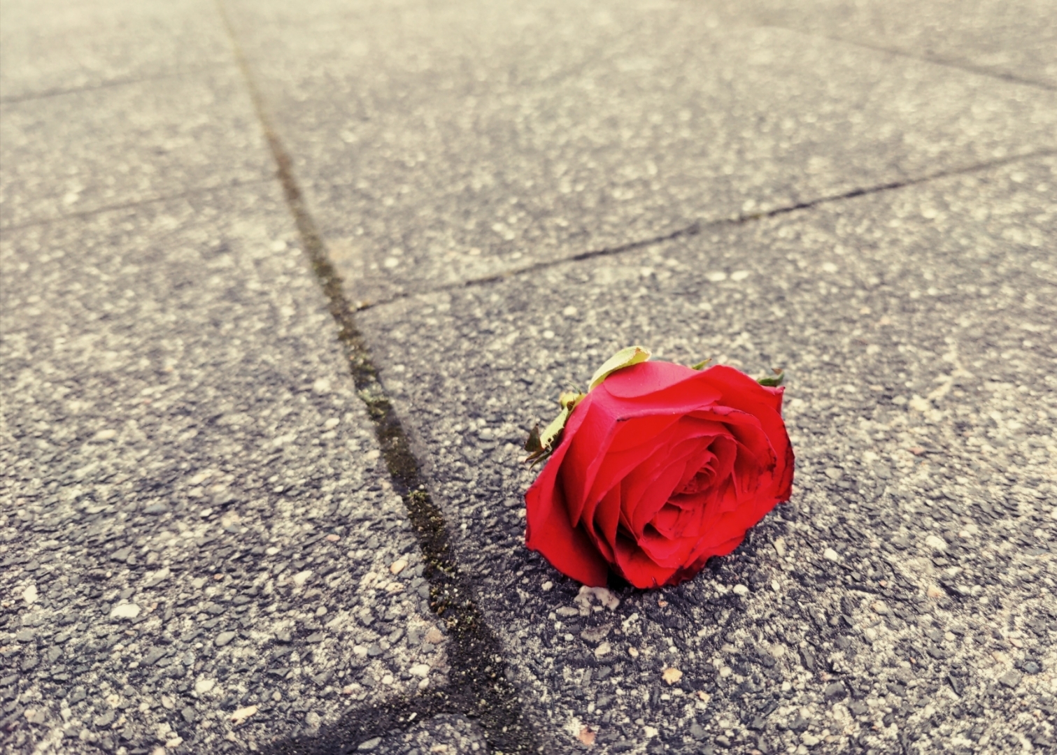 Eine Rosenblüte auf einem Gehweg.