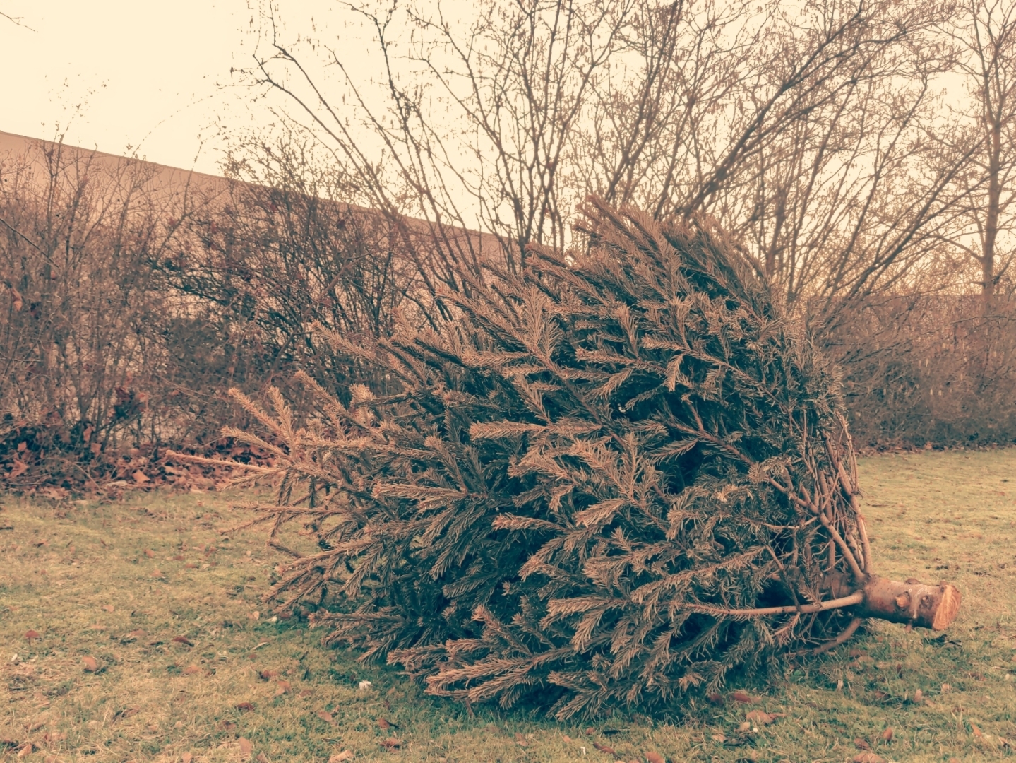 Weihnachtsbaum auf Wiese.