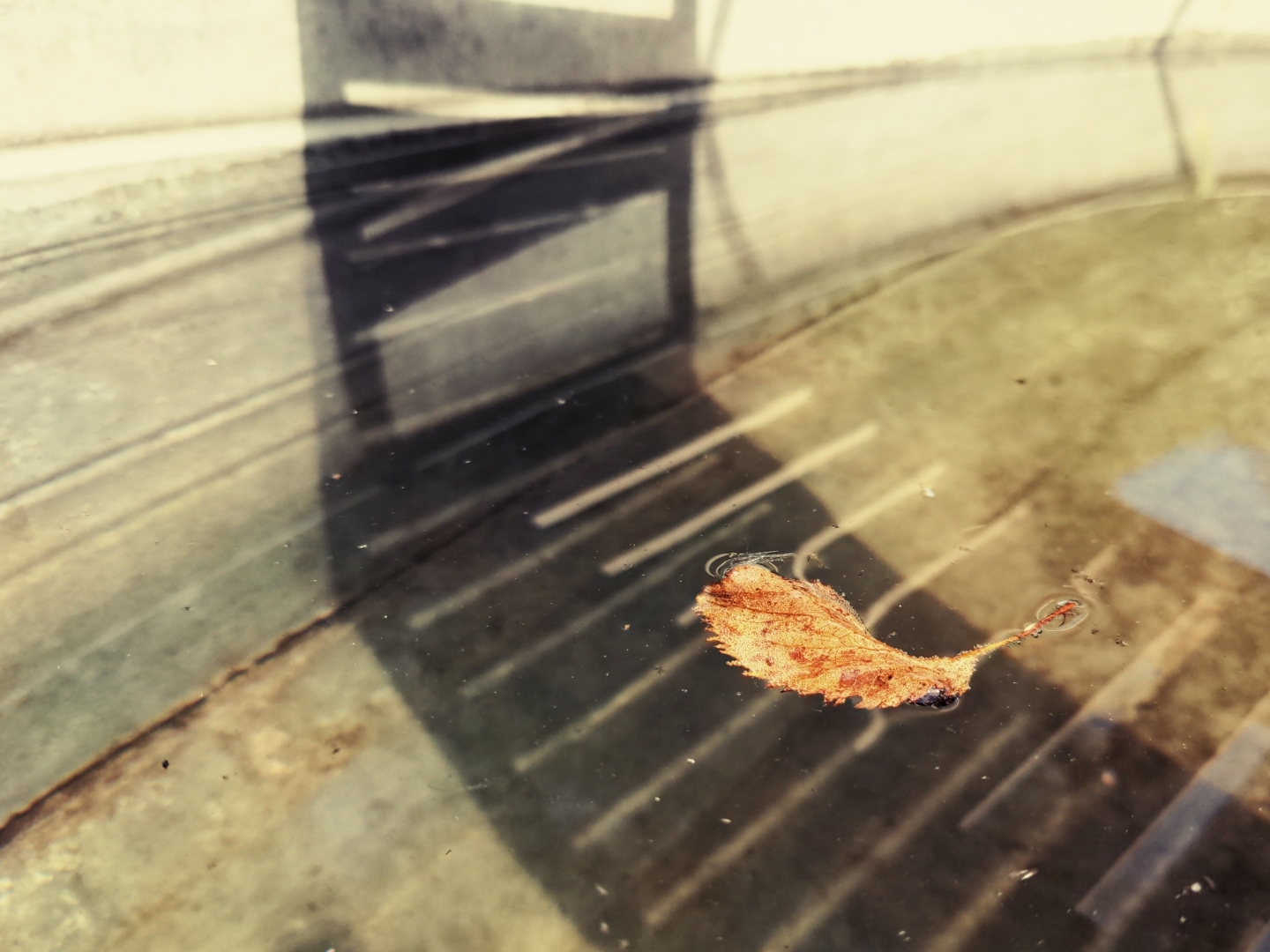Ein Blatt schwimmt in einer Zinkwanne.
