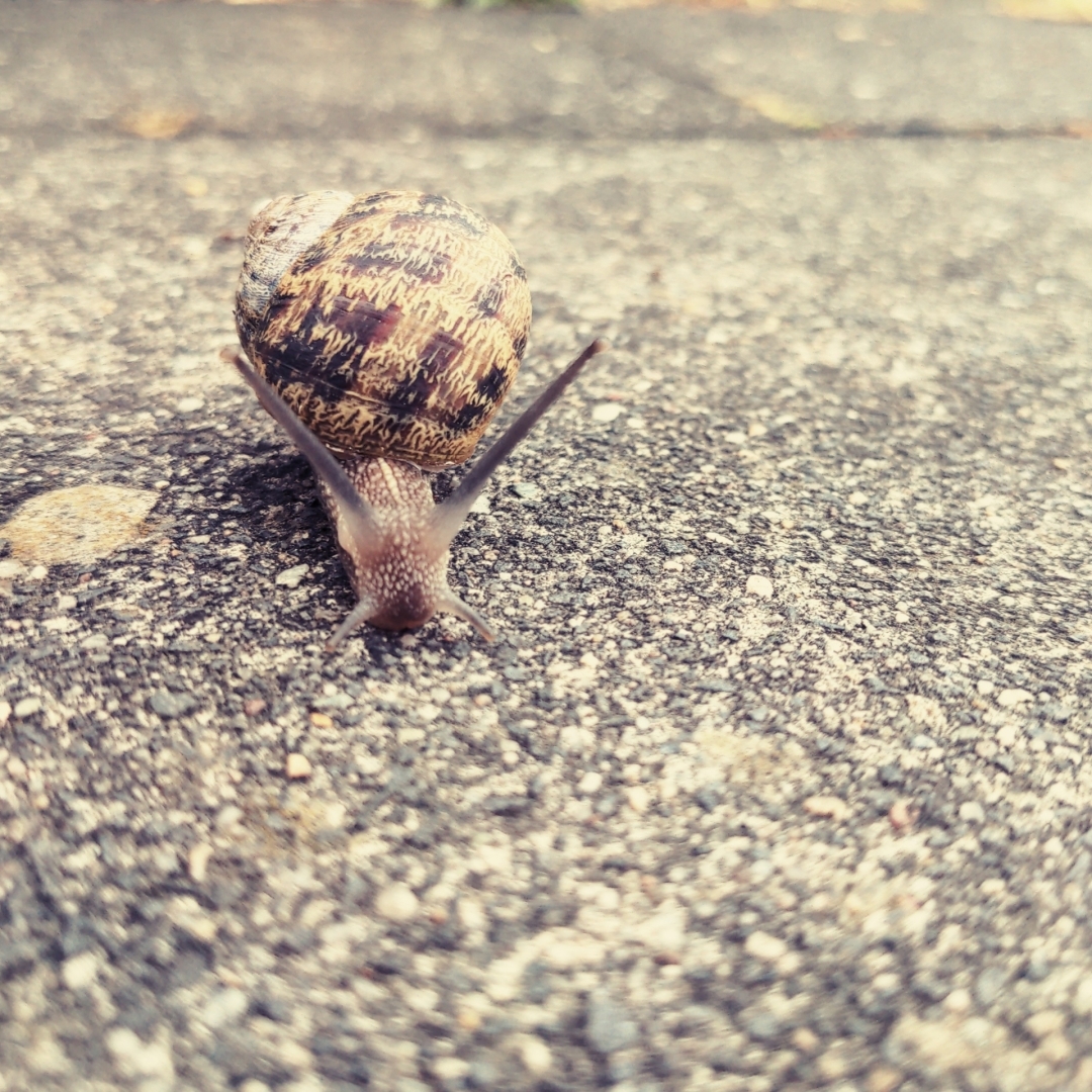 Eine Schnecke auf einem Gehweg.