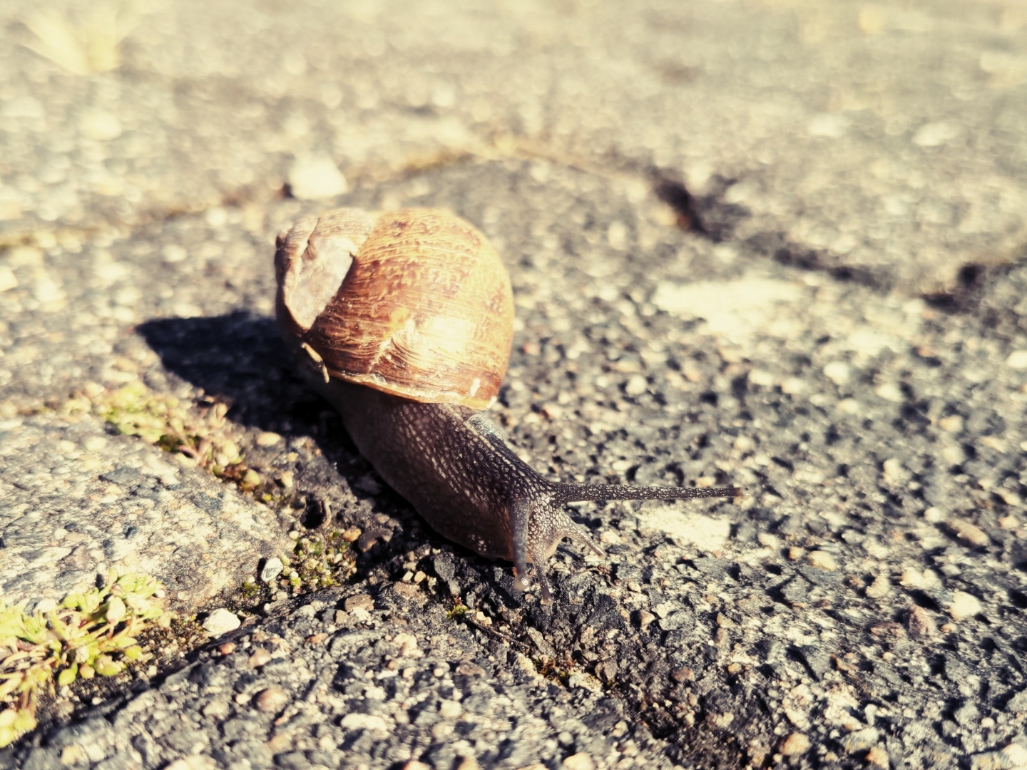 Eine Schnecke auf einem Betonboden.