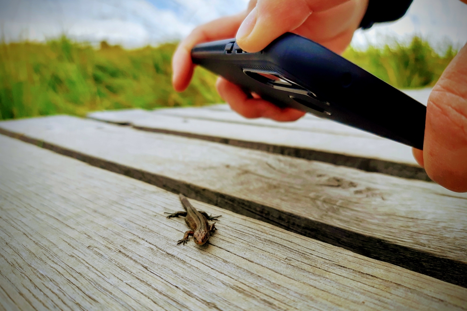 Eine Eidechse auf einem Holzsteg wird mit einem Smartphone fotografiert.