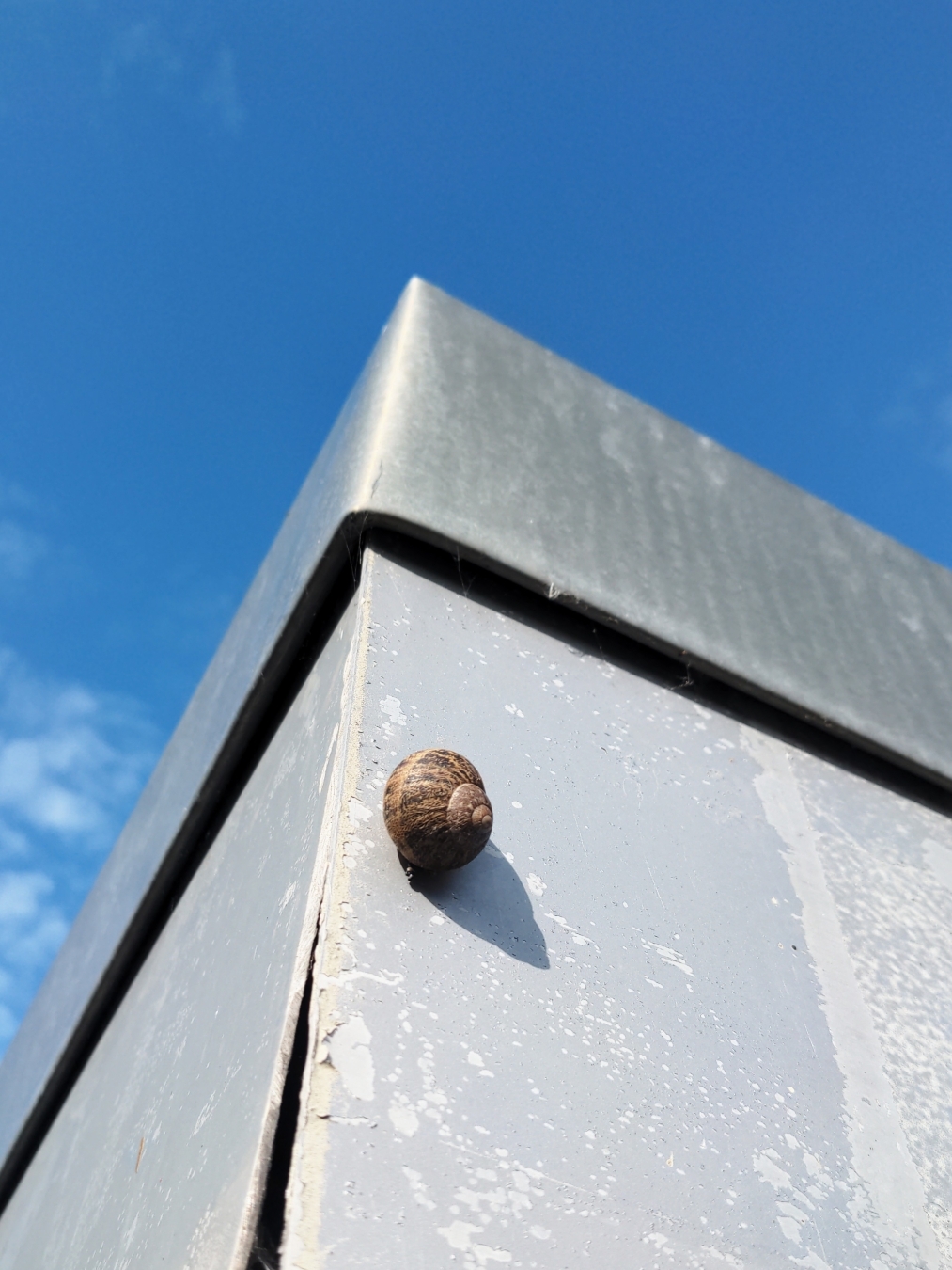 Eine Schnecke an einem Dachblech.