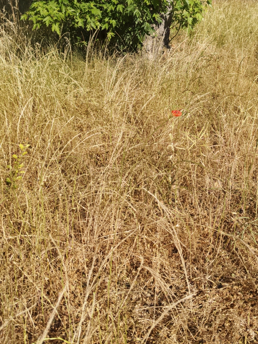 Eine einzelne rote Blume in einem trockenen Meer von Gras.