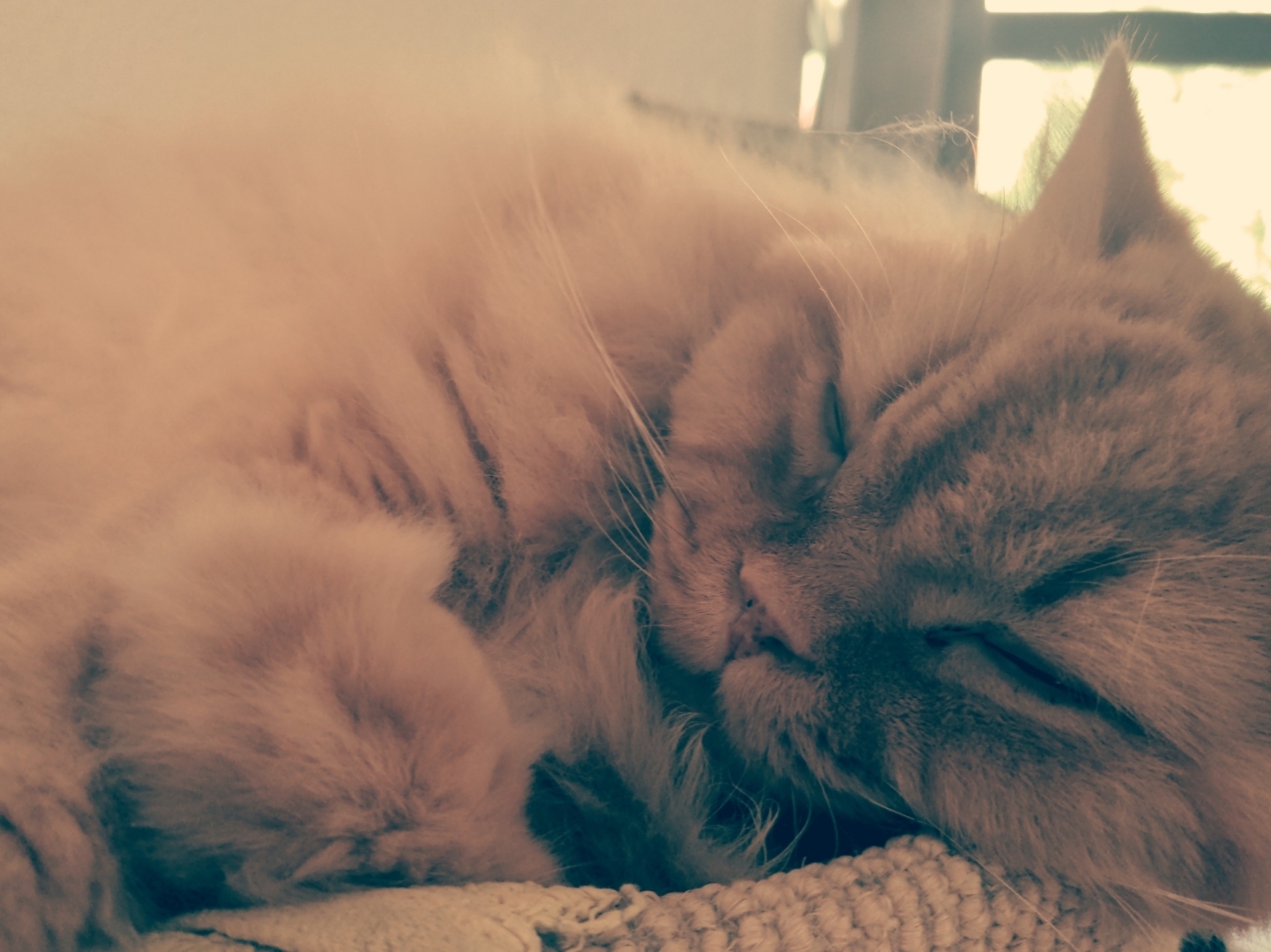 Schlafender Kater.