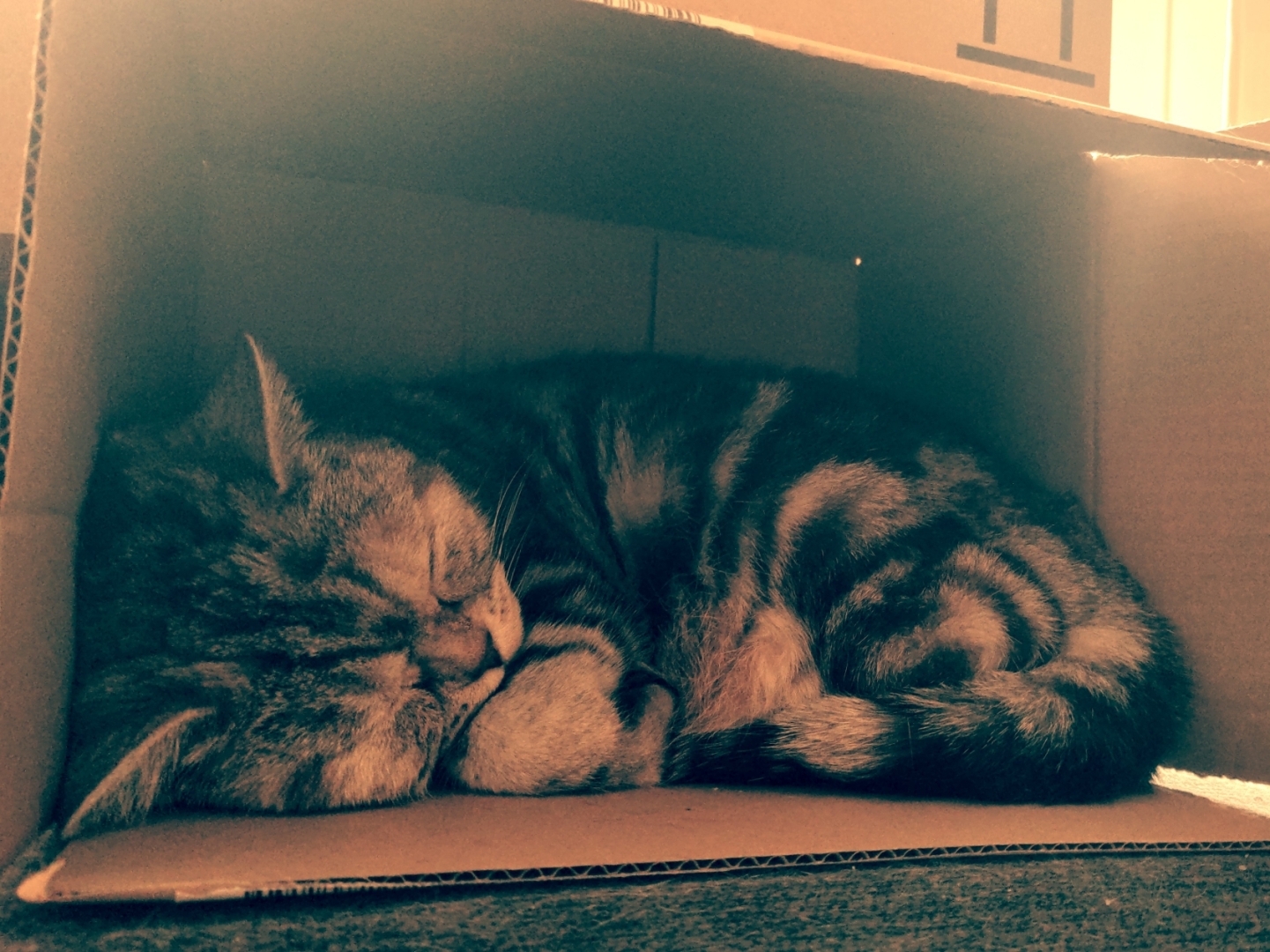 Katze in Karton.